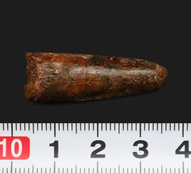 白亜紀、北アフリカの覇者・スピノサウルス（Spinosaurus）の歯の化石