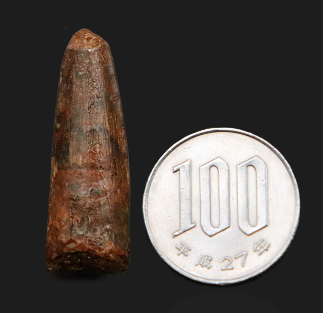 白亜紀、北アフリカの覇者・スピノサウルス（Spinosaurus）の歯の化石