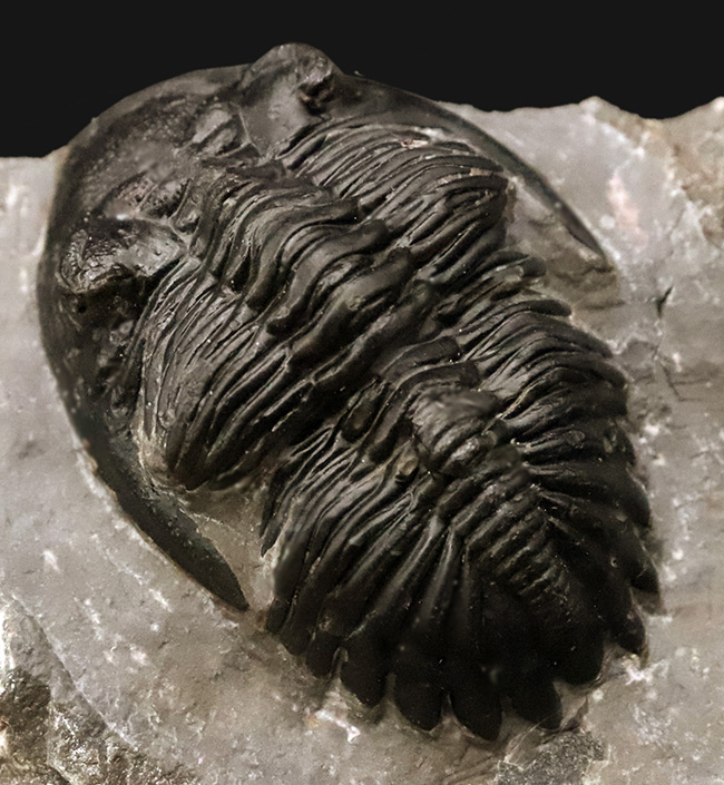 デボン紀の名作三葉虫 … モロッコ産ホラルドプス、精緻な複眼と力強い