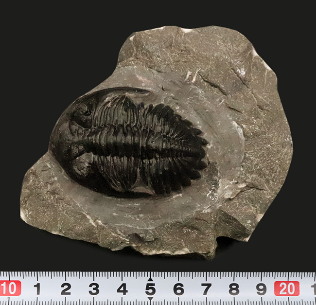 デボン紀の名作三葉虫 … モロッコ産ホラルドプス、精緻な複眼と力強い