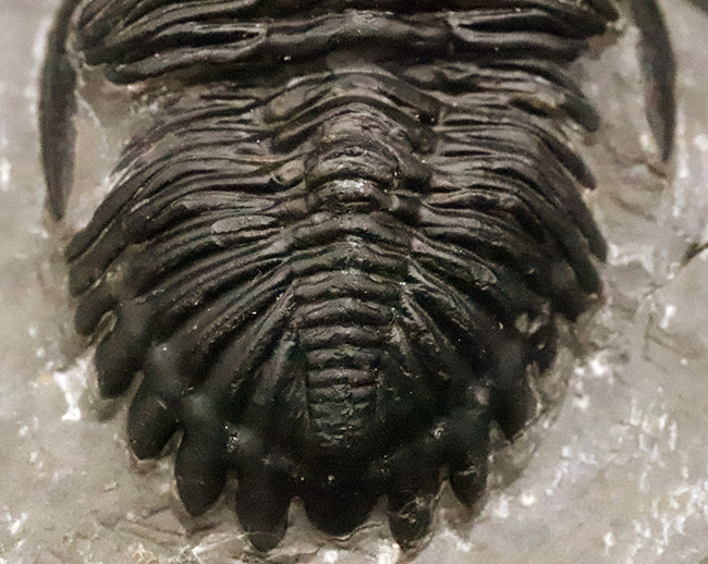 デボン紀の名作三葉虫 … モロッコ産ホラルドプス、精緻な複眼と力強い