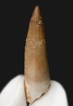 エラスモサウルス、化石の通販・販売｜厳選した本物のエラスモサウルス