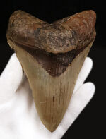 メガロドンファンが思わず唸る！化石セブン初登場……希少産地「チリ