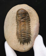 三葉虫 ファコプス（Phacops speculator）の販売 ｜ 化石販売の化石セブン