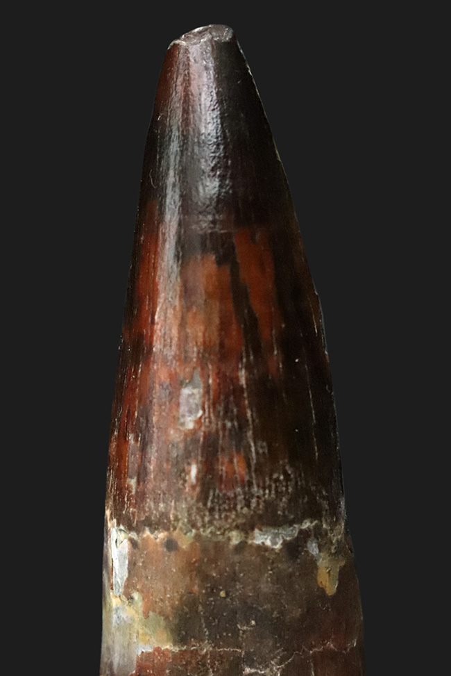 長さ、厚み、保存状態が好条件で揃った、コレクショングレードの