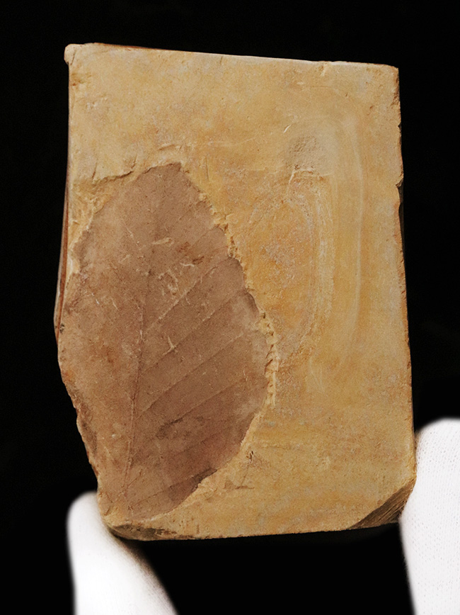 5センチを超えるサイズ！ 那須塩原で採集された、数十万年前の木の葉