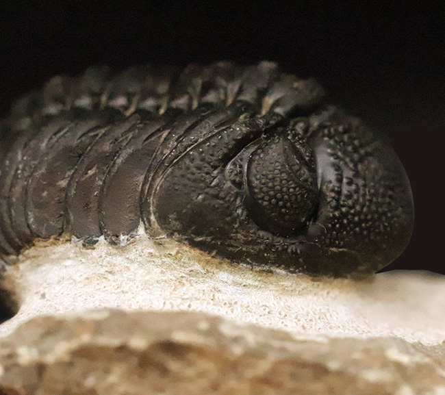 これぞ化石セブンクオリティ！複眼レンズまで完全保存された、ペディノ