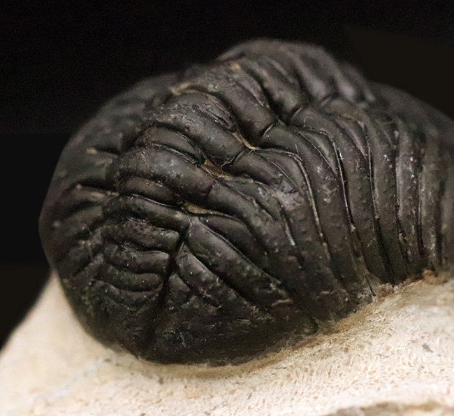 これぞ化石セブンクオリティ！複眼レンズまで完全保存された、ペディノ