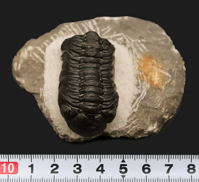 モロッコ産高品位三葉虫シリーズ！「完璧」な保存状態を誇る、ペディノ