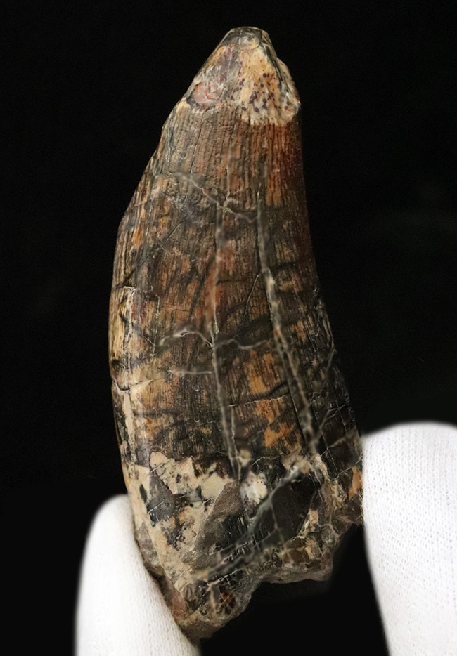 入手困難品、これぞ掘り出し物！属としての希少性、長さ、厚み