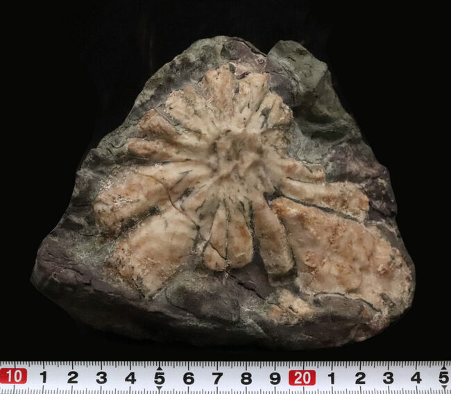 花びらのような模様をもつ、美しい菊花石（きくかせき）の自然標本