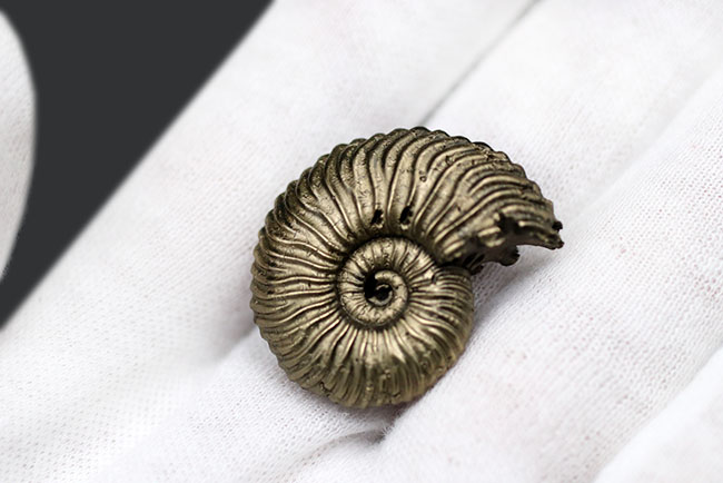 全体が黄鉄鉱によって置換された美しいアンモナイト、クエンステッド