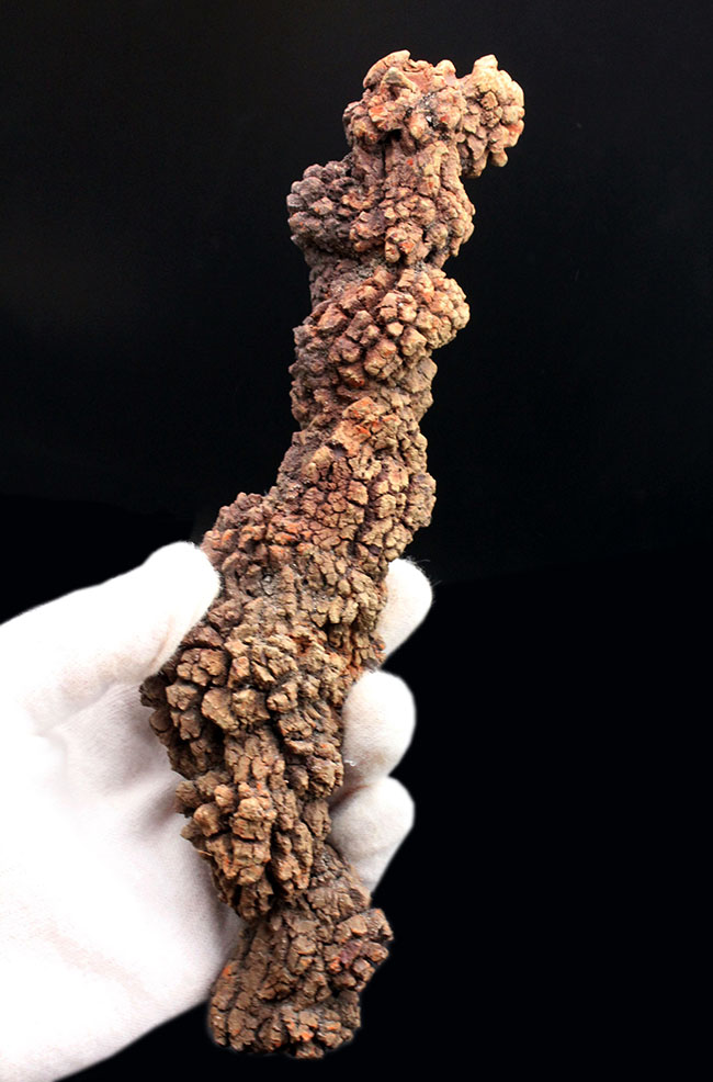 特大！21センチに達する海亀のものと思しき糞（ふん）の化石。通称