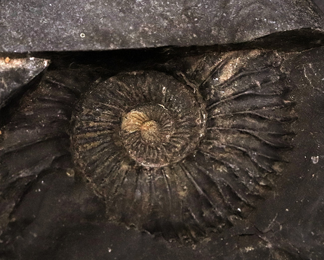 ずっしりと重く存在感あり！ネパール・ヒマラヤ産のジュラ紀の