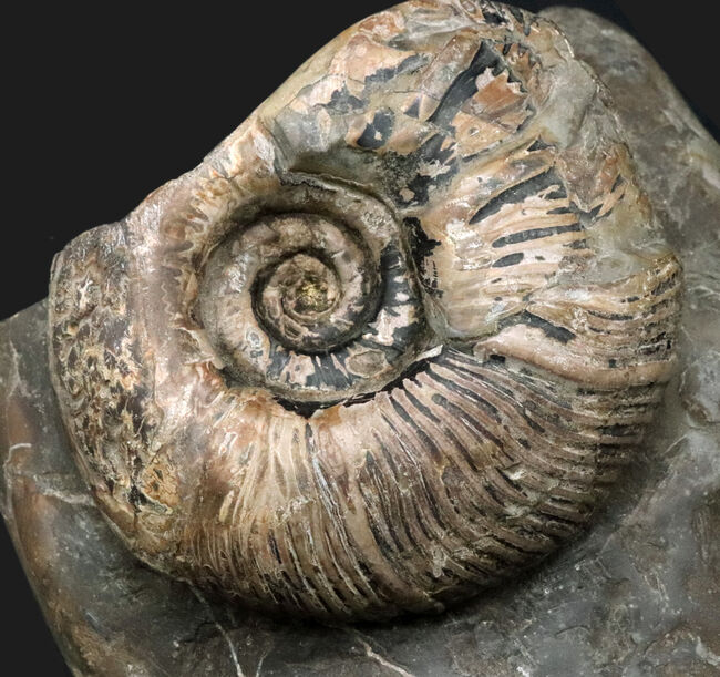 立派！堂々たる風格が備わった北海道産のアンモナイト（Ammonite）の母