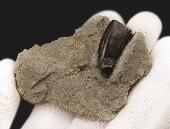 獣脚類化石コレクターのマストアイテム！モリソンブラックをまとった