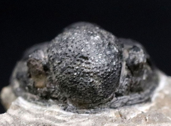 モロッコ産のデボン紀の三葉虫、ゲラストス（Gerastos） 三葉虫 販売