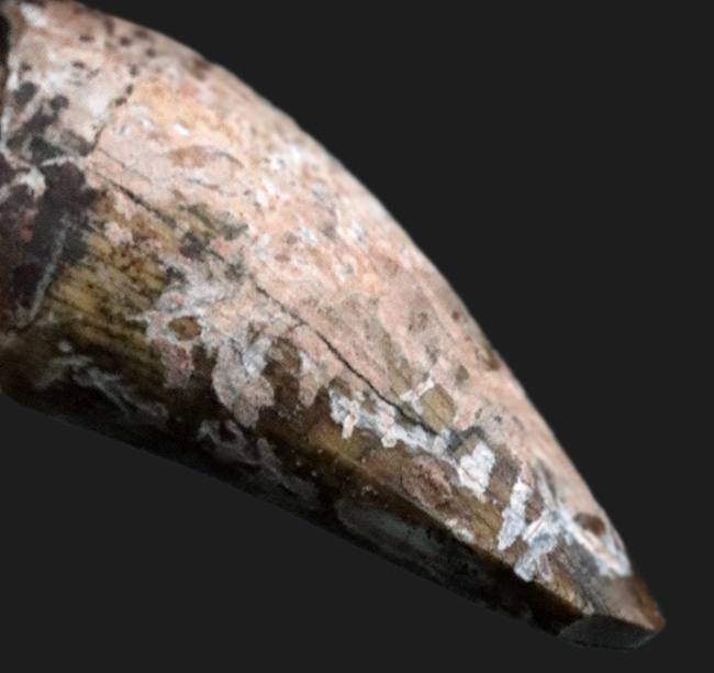 恐竜 パロニコドン [DS402] 歯 化石 希少 レア 恐竜 パロニコドン