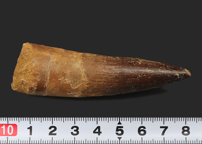 およそ1億年前の北アフリカの王の牙！厚み、サイズともに兼ね備えた