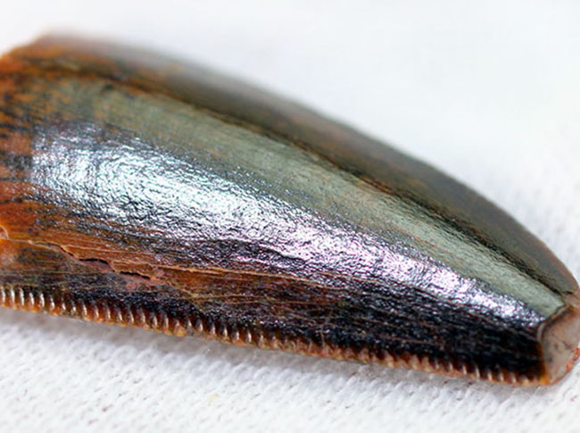 グレートコンディション！アベリサウルス科の歯化石 恐竜 販売