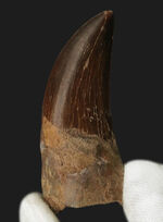 カルカロドントサウルス、化石の通販・販売｜厳選した本物のカルカロ