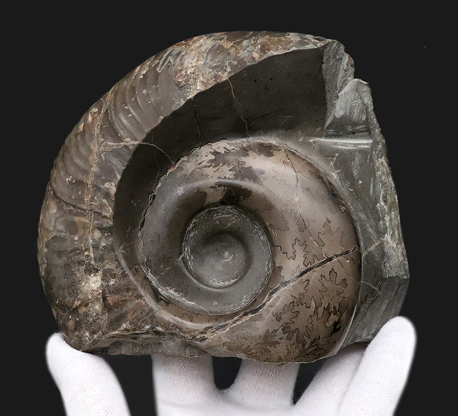オブジェとして自立します！北海道三笠産のアンモナイト