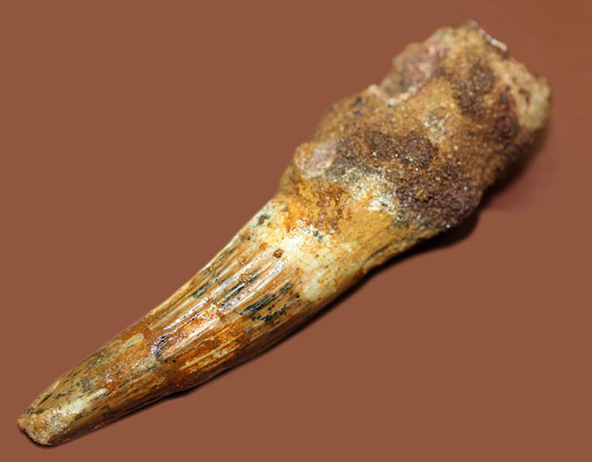 古代に思いを馳せよう！本物の恐竜スピノサウルスの歯化石