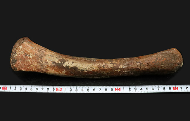 ベリーレア！鳥脚類恐竜、ランベオサウルス（Lambeosaurus）の腕の骨