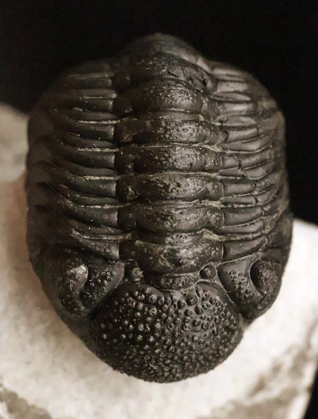 複眼の保存状態が圧巻！めったに出会えないレベルの精緻なクリーニング