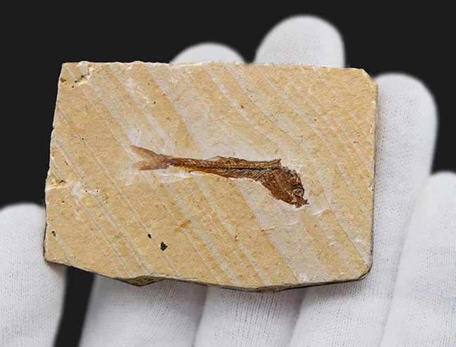 ブラジルの白亜紀の地層から見つかった1億年以上前の絶滅古代魚