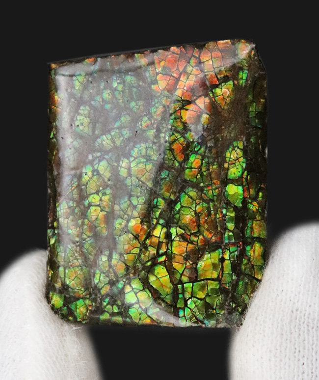 化石でありながら宝石でもある希有な存在、カナダ・アルバータ州の大地