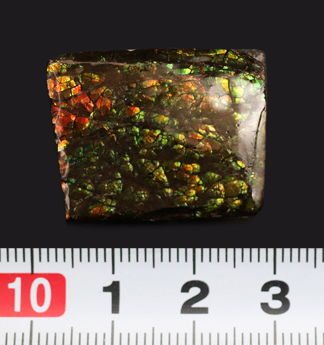 化石でありながら宝石でもある希有な存在、カナダ・アルバータ州の大地