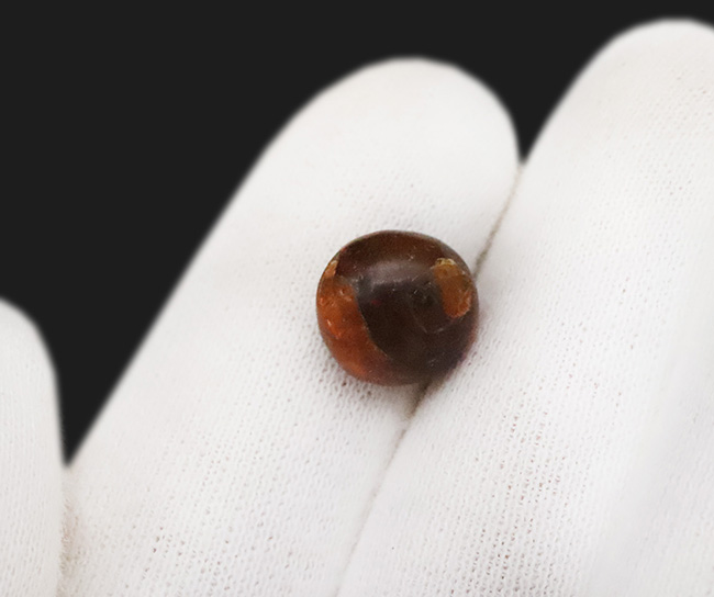 映画『ジュラシック・パーク』で話題になった、ドミニカ産の虫入り琥珀