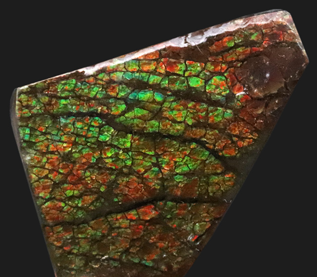 アンモナイト 化石 最高品位 レア産地 標本 鉱物 - メルカリ