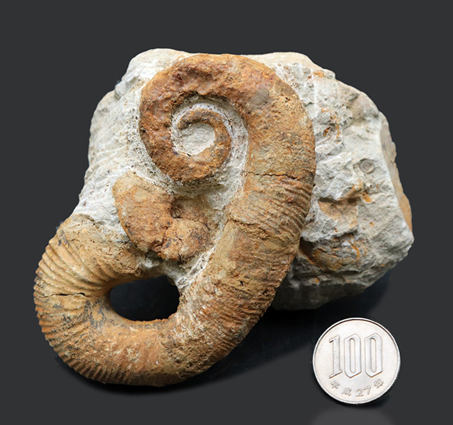 モロッコ産の典型的な異常巻きアンモナイト、アンキロセラス