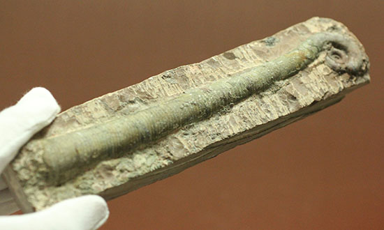 大きい！19cm！古生代の異常巻き頭足類、リツイテス(Lituites