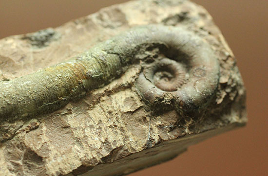 大きい！19cm！古生代の異常巻き頭足類、リツイテス(Lituites