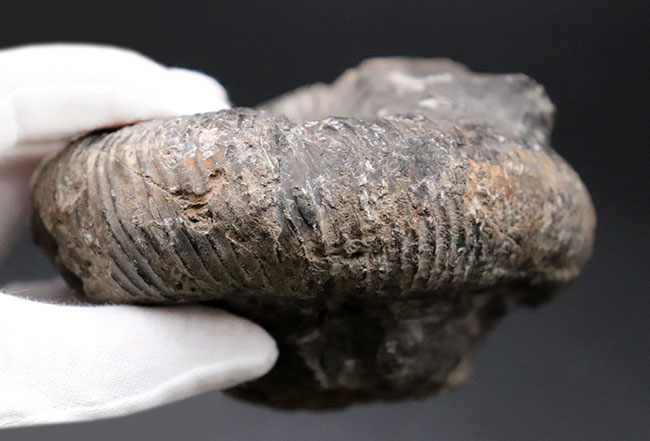 歴史と権威に裏付けられたすこぶる希少な標本、1965年3月18日に