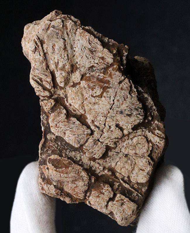 独特の構造がしっかり保存された上質品！大人気恐竜、トリケラトプス