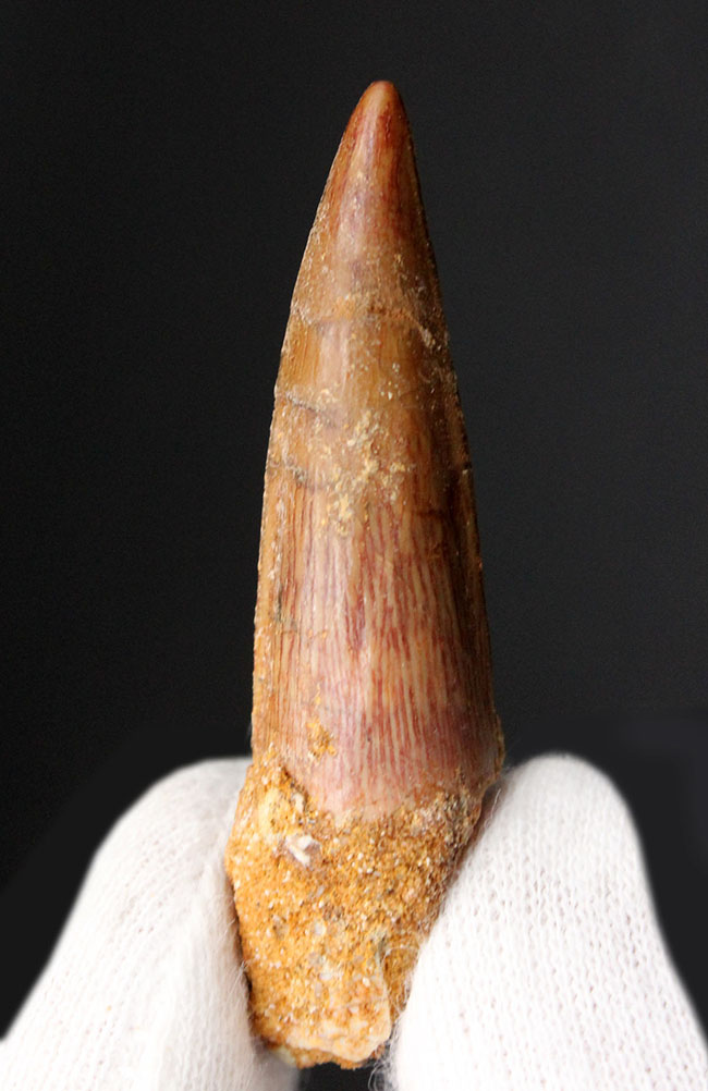 人気のスピノサウルス（Spinosaurus）の歯化石。ナチュラルな良形標本