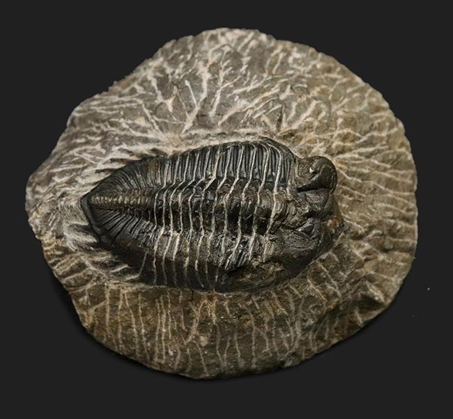 久々の登場！大きな眼と美しい体節が特徴の三葉虫、コルトラネイア