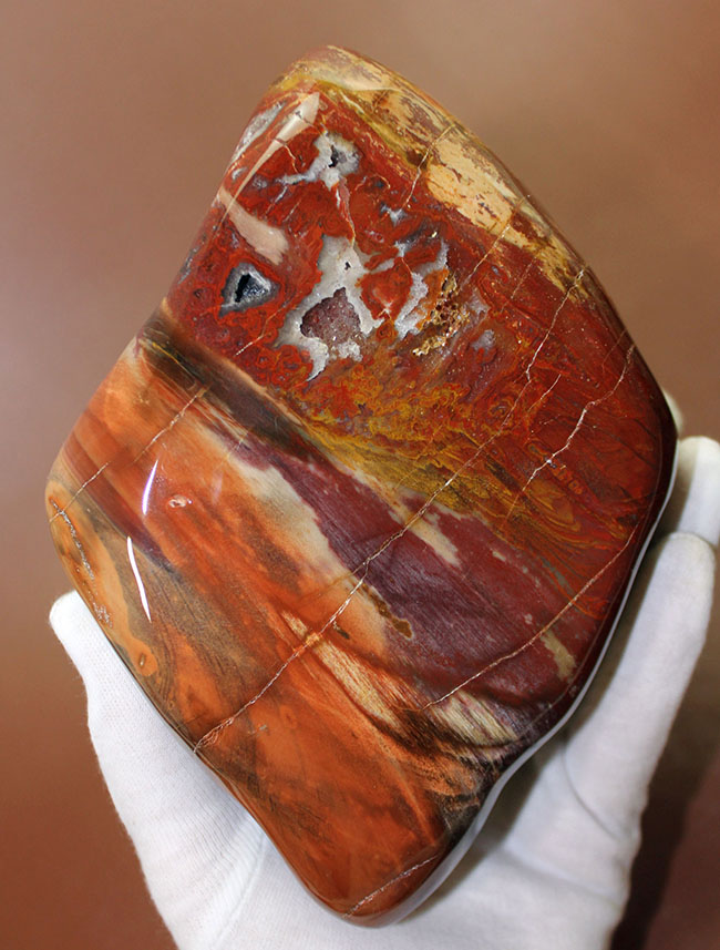 大変貌！貴石となった珪化木。専用スタンド付き、贅沢に全方向