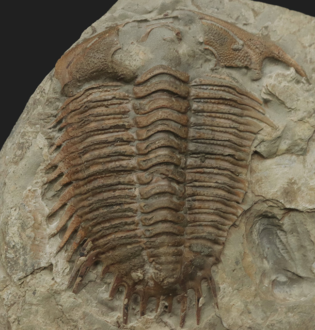 希少！カンブリア紀に生息していた極めて古い三葉虫、優雅なフリルが