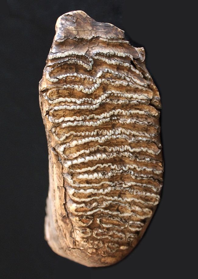 最大級サイズ、重量を誇り、かつ保存状態もパーフェクト！6キロ超え