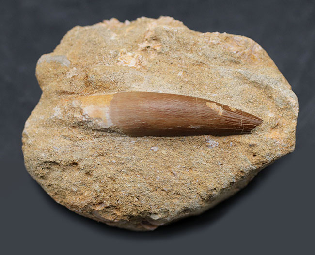 新着アイテム 白亜紀の海生爬虫類、首長竜、エラスモサウルス