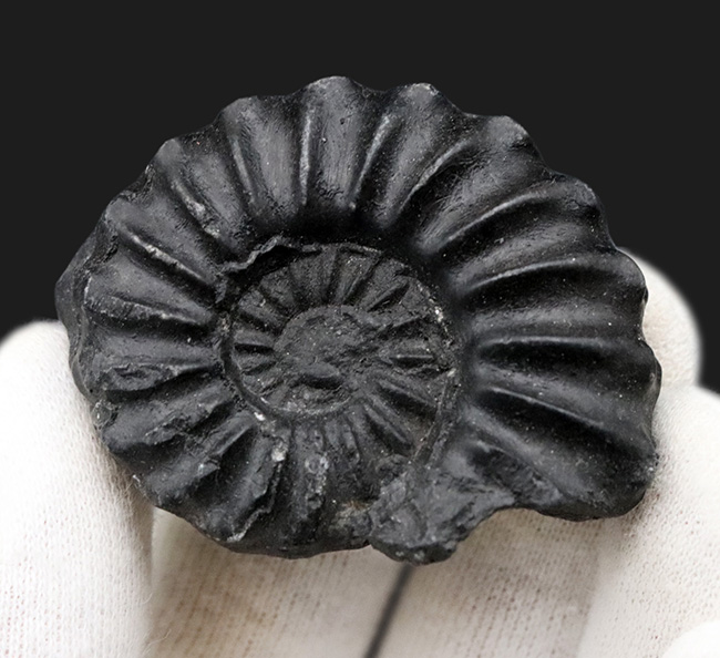 オールドコレクション！珍しいペルー産の黒色のアンモナイト