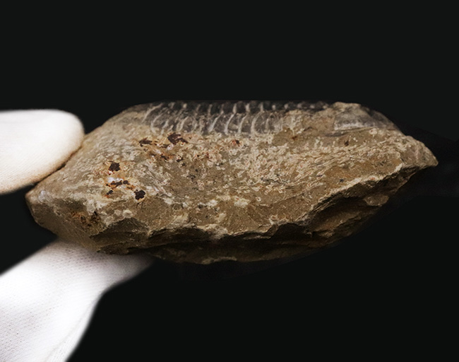 モロッコ産デボン紀の三葉虫、リードプスの化石 三葉虫 販売