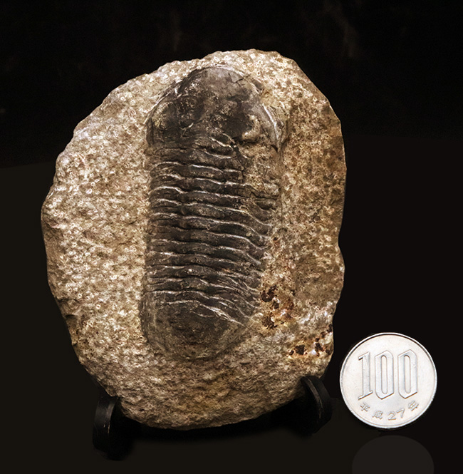 モロッコ産デボン紀の三葉虫、リードプスの化石 三葉虫 販売