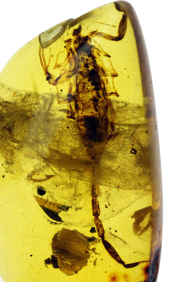 一期一会のマスターピース！希少性マックス！恐竜時代のサソリを内包