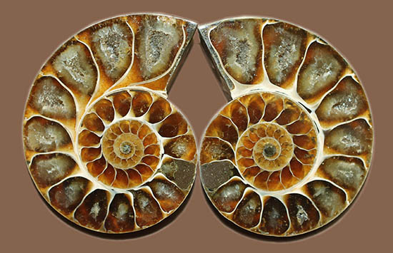 アンモナイトのハーフカット標本の面白さ、楽しさが詰まった上質ペア